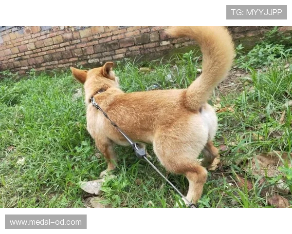 莱德基每天游5000米就当遛弯，我走5000步都喘成狗